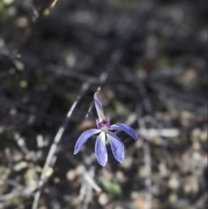 Cyanicula caerulea at Denman Prospect, ACT - 27 Aug 2023