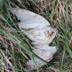 Tyto alba (Barn Owl) at Fyshwick, ACT - 27 Aug 2023 by WildReverence