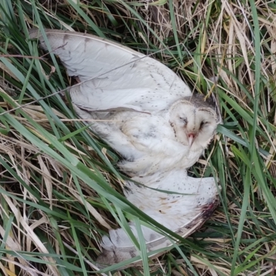 Tyto alba (Barn Owl) at Jerrabomberra Wetlands - 27 Aug 2023 by WildReverence