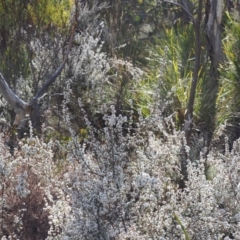 Leucopogon microphyllus var. pilibundus at Paddys River, ACT - 26 Aug 2023