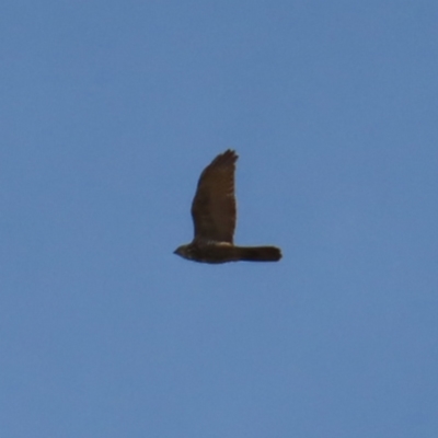 Accipiter fasciatus (Brown Goshawk) at Braidwood, NSW - 27 Aug 2023 by MatthewFrawley