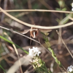 Sisyromyia sp. (genus) (A bee fly) at Paddys River, ACT - 26 Aug 2023 by RAllen