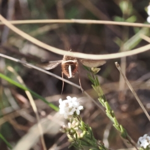 Sisyromyia sp. (genus) at Paddys River, ACT - 26 Aug 2023