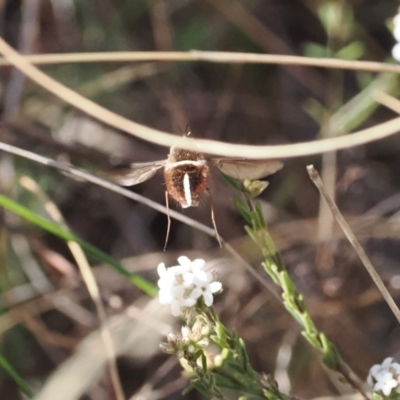 Sisyromyia sp. (genus) (A bee fly) at Tidbinbilla Nature Reserve - 26 Aug 2023 by RAllen