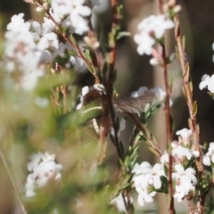 Sisyromyia sp. (genus) at Paddys River, ACT - 26 Aug 2023