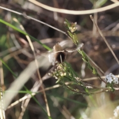 Sisyromyia sp. (genus) at Paddys River, ACT - 26 Aug 2023