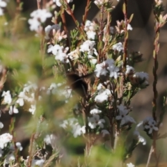 Sisyromyia sp. (genus) at Paddys River, ACT - 26 Aug 2023