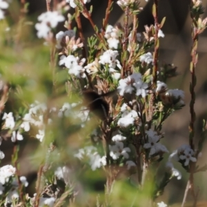 Sisyromyia sp. (genus) at Paddys River, ACT - 26 Aug 2023