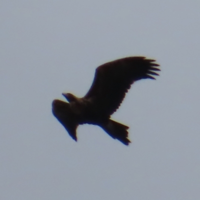 Aquila audax (Wedge-tailed Eagle) at QPRC LGA - 27 Aug 2023 by MatthewFrawley