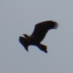 Aquila audax (Wedge-tailed Eagle) at Braidwood, NSW - 27 Aug 2023 by MatthewFrawley