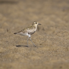 Pluvialis fulva (Pacific Golden Plover) at Old Bar, NSW - 24 Aug 2023 by trevsci