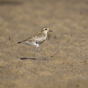 Pluvialis fulva at Old Bar, NSW - 24 Aug 2023 10:12 AM