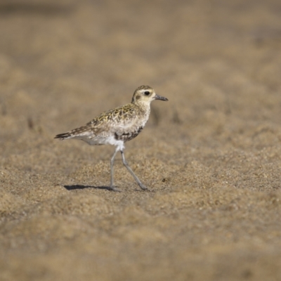 Pluvialis fulva (Pacific Golden Plover) at Old Bar, NSW - 24 Aug 2023 by trevsci