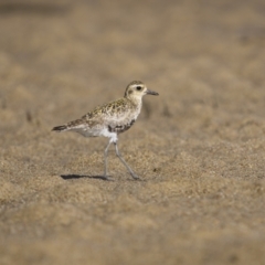 Pluvialis fulva (Pacific Golden-Plover) at Old Bar, NSW - 24 Aug 2023 by trevsci