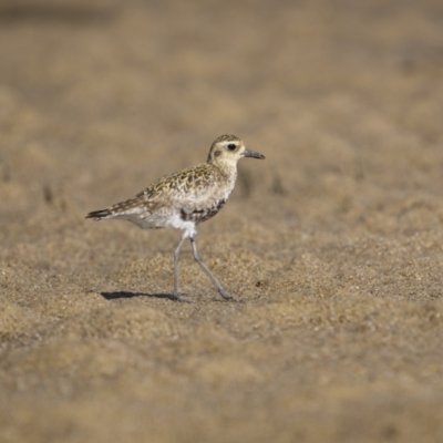 Pluvialis fulva (Pacific Golden-Plover) at Old Bar, NSW - 24 Aug 2023 by trevsci