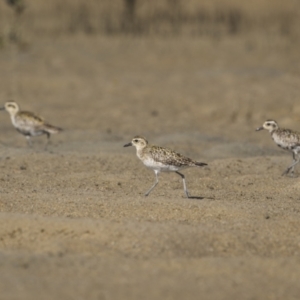 Pluvialis fulva at Old Bar, NSW - 24 Aug 2023 10:12 AM