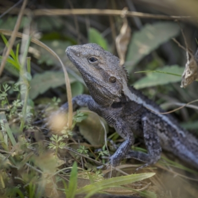 Amphibolurus muricatus (Jacky Lizard) at Old Bar, NSW - 24 Aug 2023 by trevsci