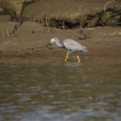 Egretta novaehollandiae (White-faced Heron) at Old Bar, NSW - 24 Aug 2023 by trevsci