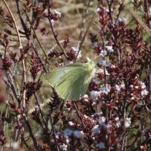 Pieris rapae at Tuggeranong, ACT - 26 Aug 2023 01:01 PM