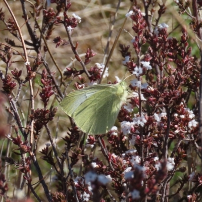Pieris rapae (Cabbage White) at Tuggeranong Hill - 26 Aug 2023 by owenh