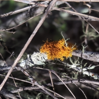 Teloschistes sp. (genus) (A lichen) at Piney Ridge - 27 Aug 2023 by tashiem