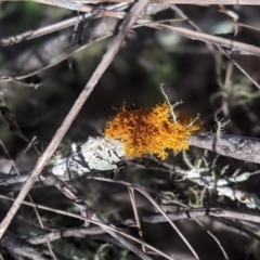 Teloschistes sp. (A lichen) at Stromlo, ACT - 27 Aug 2023 by tashiem