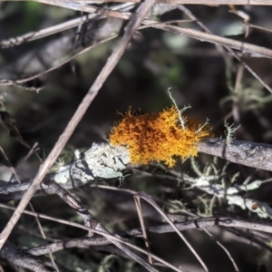 Teloschistes sp. (genus) at Stromlo, ACT - 27 Aug 2023