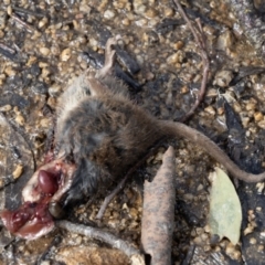 Unidentified Mammal at Kosciuszko National Park - 21 Aug 2023 by BenHarvey