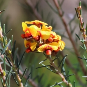 Dillwynia sericea at Albury, NSW - 26 Aug 2023 11:11 AM