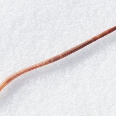 Oligochaeta (class) (Unidentified earthworm) at Thredbo, NSW - 21 Aug 2023 by BenHarvey