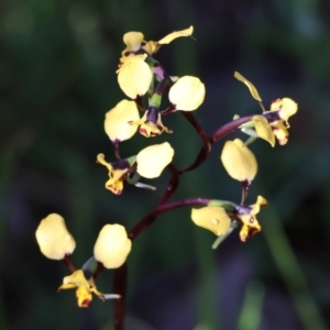 Diuris pardina at Albury, NSW - 26 Aug 2023