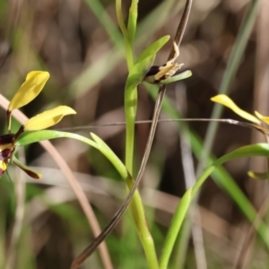 Diuris pardina at Albury, NSW - suppressed