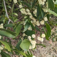 Acacia melanoxylon (Blackwood) at Gigerline Nature Reserve - 27 Aug 2023 by JP95