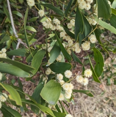 Acacia melanoxylon (Blackwood) at Gigerline Nature Reserve - 27 Aug 2023 by JP95