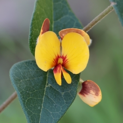 Platylobium formosum (Handsome Flat Pea) at Albury - 26 Aug 2023 by KylieWaldon