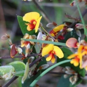 Platylobium formosum at Albury, NSW - 26 Aug 2023