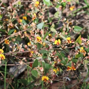 Platylobium formosum at Albury, NSW - 26 Aug 2023