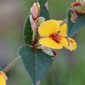 Platylobium formosum at Albury, NSW - 26 Aug 2023