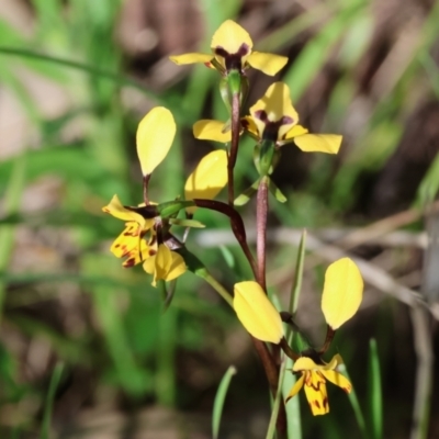 Diuris pardina (Leopard Doubletail) at Nail Can Hill - 26 Aug 2023 by KylieWaldon