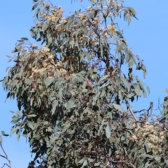 Eucalyptus sp. (A Gum Tree) at Albury - 26 Aug 2023 by KylieWaldon
