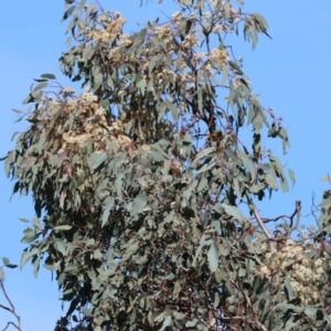 Eucalyptus sp. at Albury, NSW - 26 Aug 2023