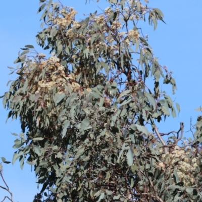 Eucalyptus sp. (A Gum Tree) at Nail Can Hill - 26 Aug 2023 by KylieWaldon