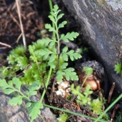 Cheilanthes sp. (Rock Fern) at Nail Can Hill - 26 Aug 2023 by KylieWaldon