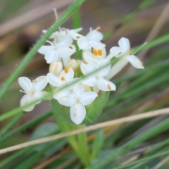 Pimelea linifolia (Slender Rice Flower) at Nail Can Hill - 26 Aug 2023 by KylieWaldon