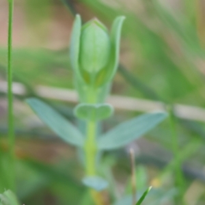Pimelea linifolia at Albury, NSW - 26 Aug 2023