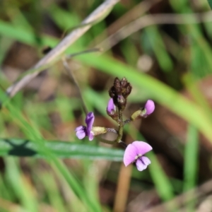 Glycine clandestina at Albury, NSW - 26 Aug 2023 11:39 AM