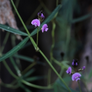 Glycine clandestina at Albury, NSW - 26 Aug 2023 11:39 AM