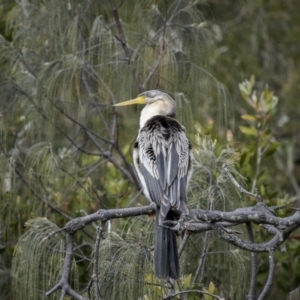 Anhinga novaehollandiae at Angourie, NSW - 25 Aug 2023 08:56 AM