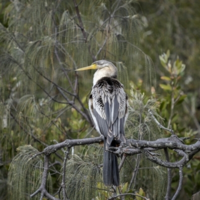 Anhinga novaehollandiae (Australasian Darter) at Angourie, NSW - 25 Aug 2023 by trevsci