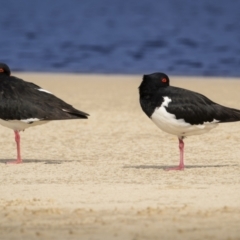 Haematopus longirostris (Australian Pied Oystercatcher) at Yuraygir National Park - 24 Aug 2023 by trevsci